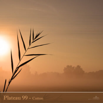 PHLOFI012_web