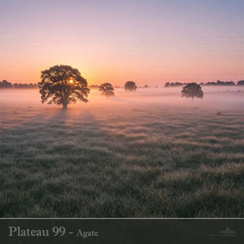 PHLOFI131_web